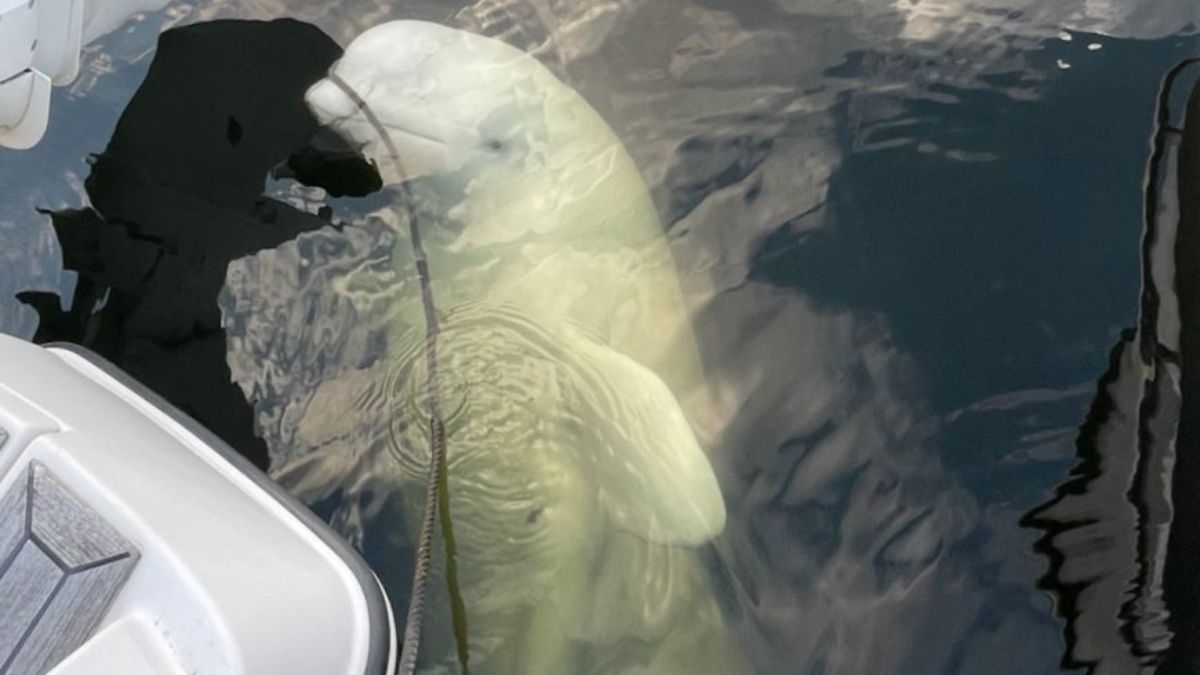 Muere la supuesta espía rusa, la beluga Hvaldimir