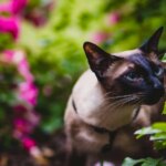 Diez olores que los gatos más odian y por qué