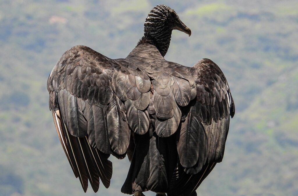 En Valle de Aburrá este año se han reportado 154 emergencias con gallinazos En Valle de Aburrá este año se han reportado 154 emergencias con gallinazos