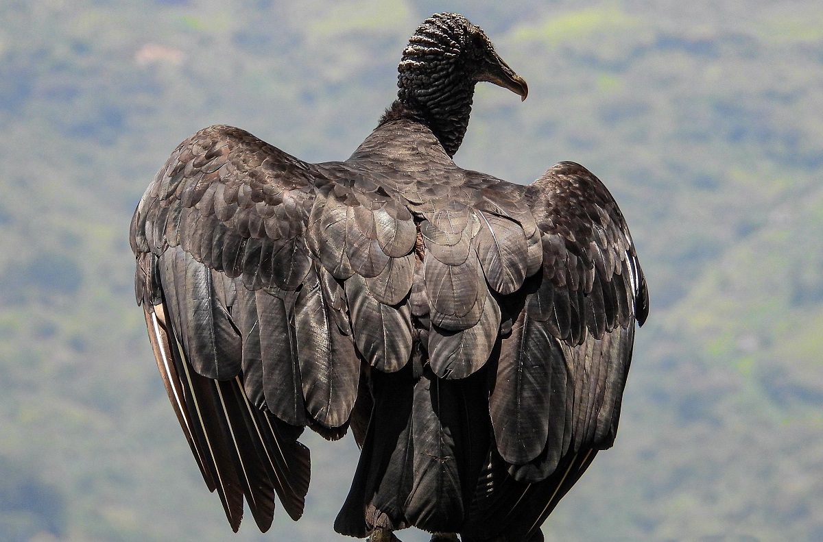 En Valle de Aburrá este año se han reportado 154 emergencias con gallinazos En Valle de Aburrá este año se han reportado 154 emergencias con gallinazos