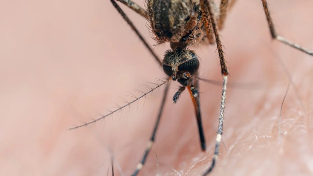 Descubren que los mosquitos usan rayos infrarrojos para rastrear a los humanos
