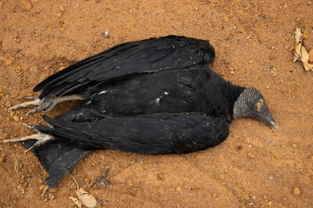 Cacería de animales silvestres cobró la vida de 16 gallinazos en Antioquia Cacería de animales silvestres cobró la vida de 16 gallinazos en Antioquia