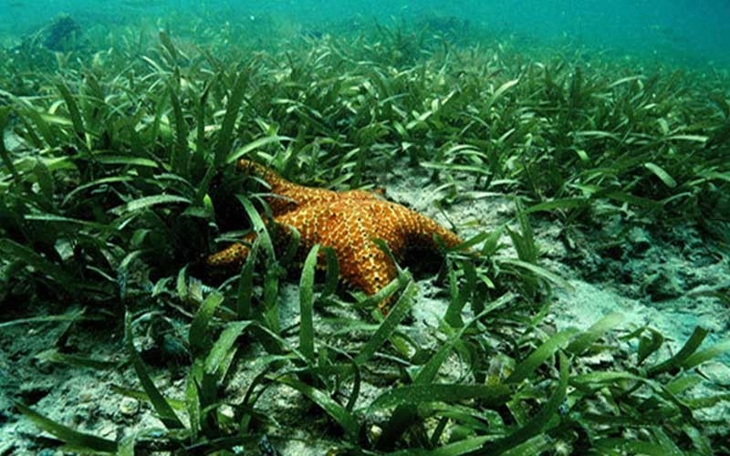 Ecopetrol e Invemar Firmaron un Convenio para la Conservación de Ecosistemas Marinos en Riohacha Ecopetrol e Invemar Firmaron un Convenio para la Conservación de Ecosistemas Marinos en Riohacha