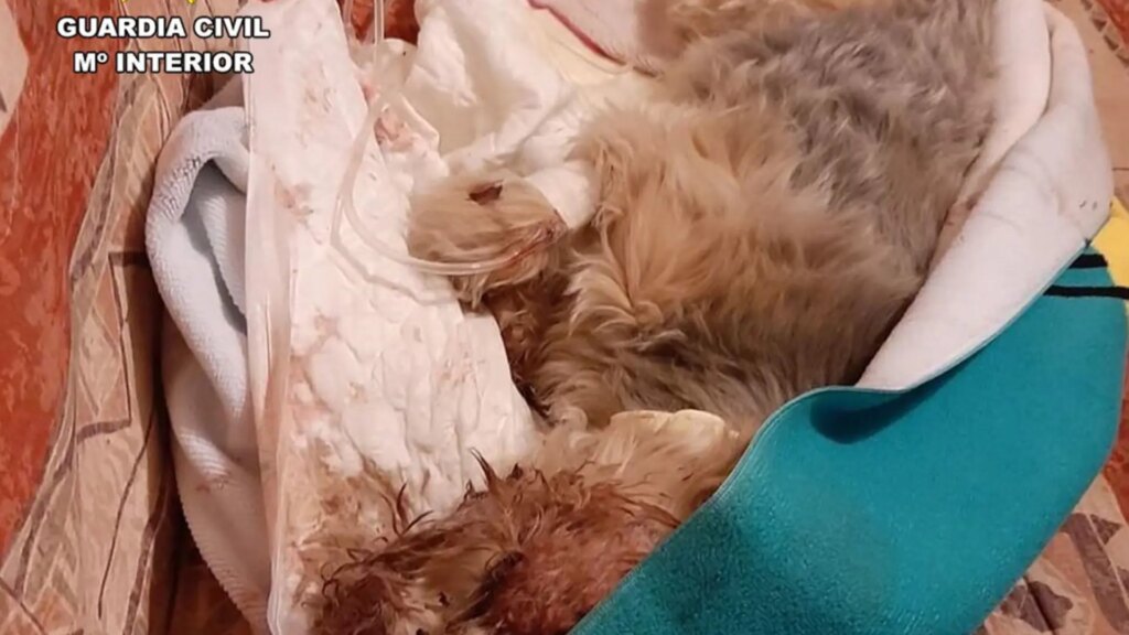 Investigado por atropellar a su perro, meterlo en un saco y arrojarlo a la basura en Hellín