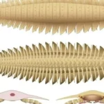 La ciencia descubre por primera vez al completo un insecto prehistórico que tenía el tamaño de un coche