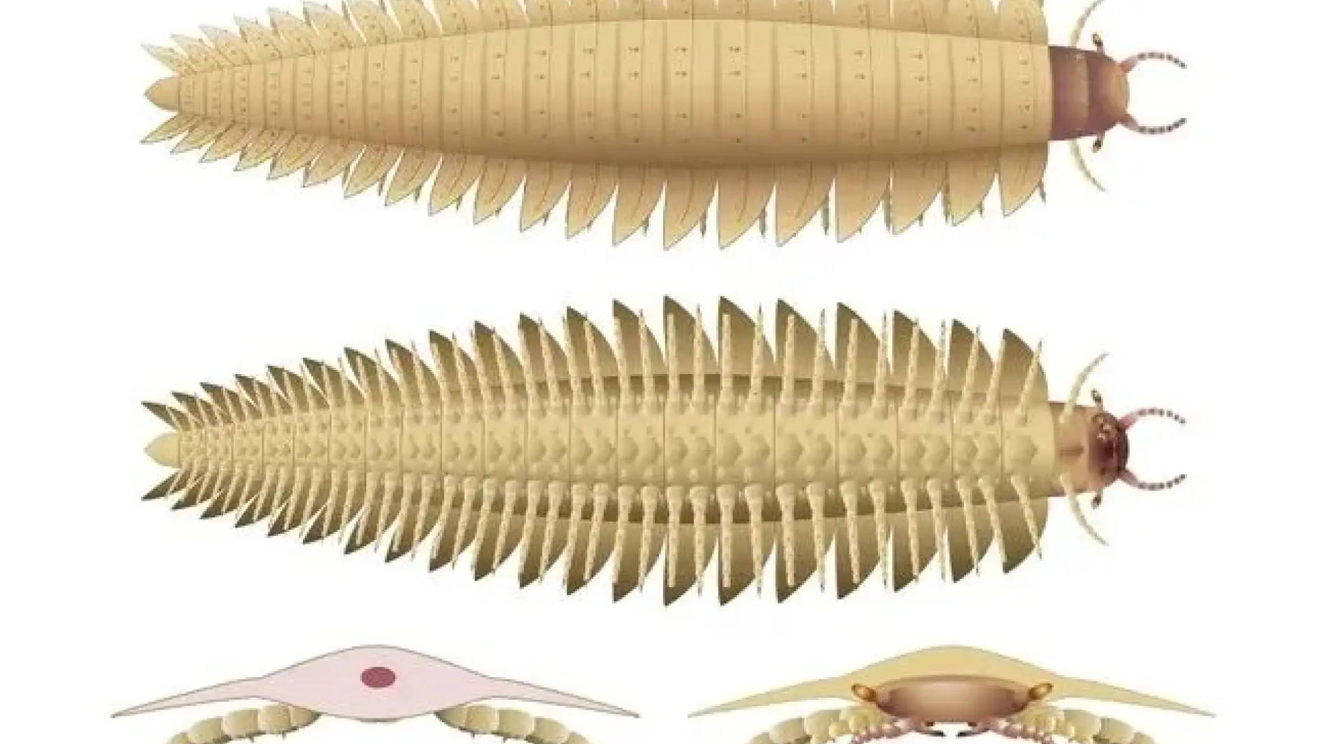 La ciencia descubre por primera vez al completo un insecto prehistórico que tenía el tamaño de un coche La ciencia descubre por primera vez al completo un insecto prehistórico que tenía el tamaño de un coche