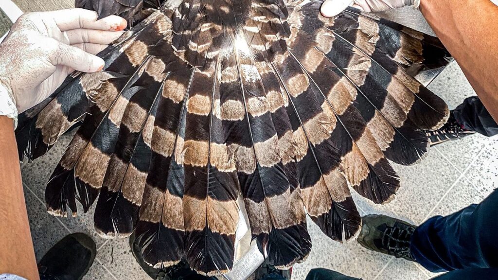 Águila negra murió por un impacto de perdigón en Barbosa Águila negra murió por un impacto de perdigón en Barbosa