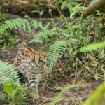 Noticias Antioquia: Cocorná celebra su primer Festival del Felino