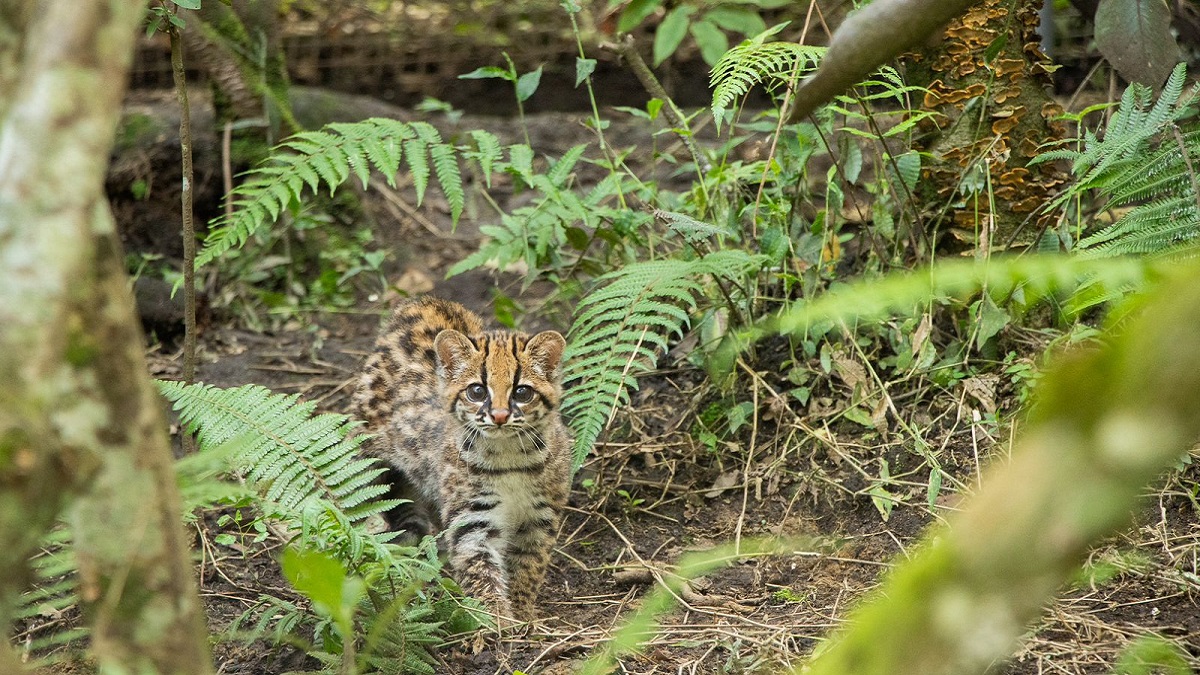Noticias Antioquia: Cocorná celebra su primer Festival del Felino Noticias Antioquia: Cocorná celebra su primer Festival del Felino