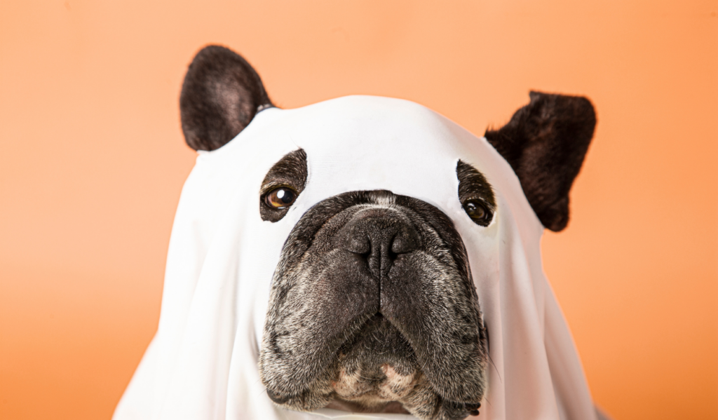 Halloween en Bogotá: El evento de disfraces para perros que todos esperan