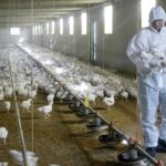 Detectan el virus de la gripe aviar en una muestra de leche cruda en California