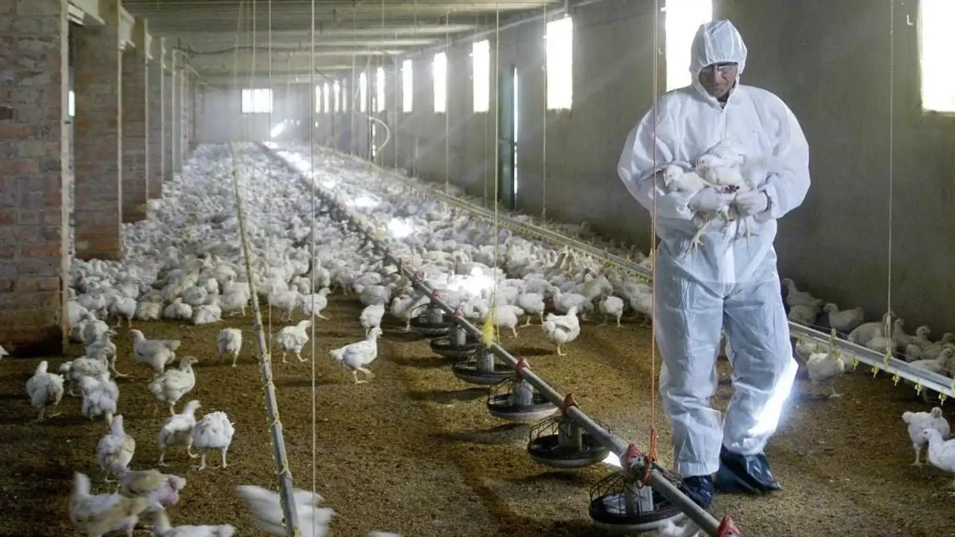 Detectan el virus de la gripe aviar en una muestra de leche cruda en California Detectan el virus de la gripe aviar en una muestra de leche cruda en California