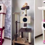 Dónde consigue gimnasios para gato desde 0 mil; duran mucho