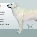 El kuvasz, un perro guardián de ganado que conquistó a los reyes de Europa por su lealtad y valentía El kuvasz, un perro guardián de ganado que conquistó a los reyes de Europa por su lealtad y valentía