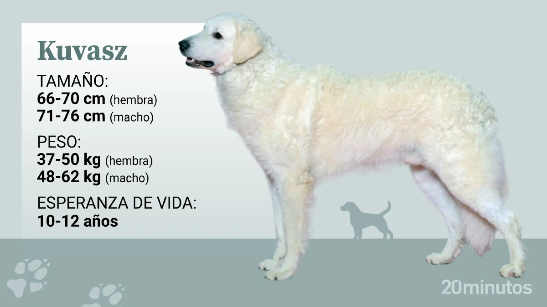 El kuvasz, un perro guardián de ganado que conquistó a los reyes de Europa por su lealtad y valentía El kuvasz, un perro guardián de ganado que conquistó a los reyes de Europa por su lealtad y valentía