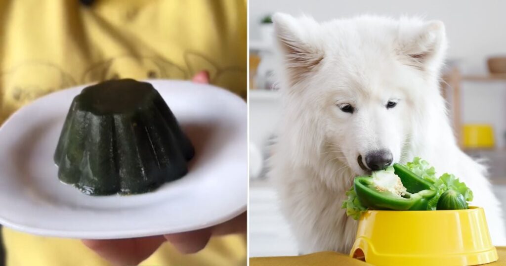 Este es el postre para perros verde y nutritivo que debe darles; facil te preparar y muy barato Este es el postre para perros verde y nutritivo que debe darles; facil te preparar y muy barato