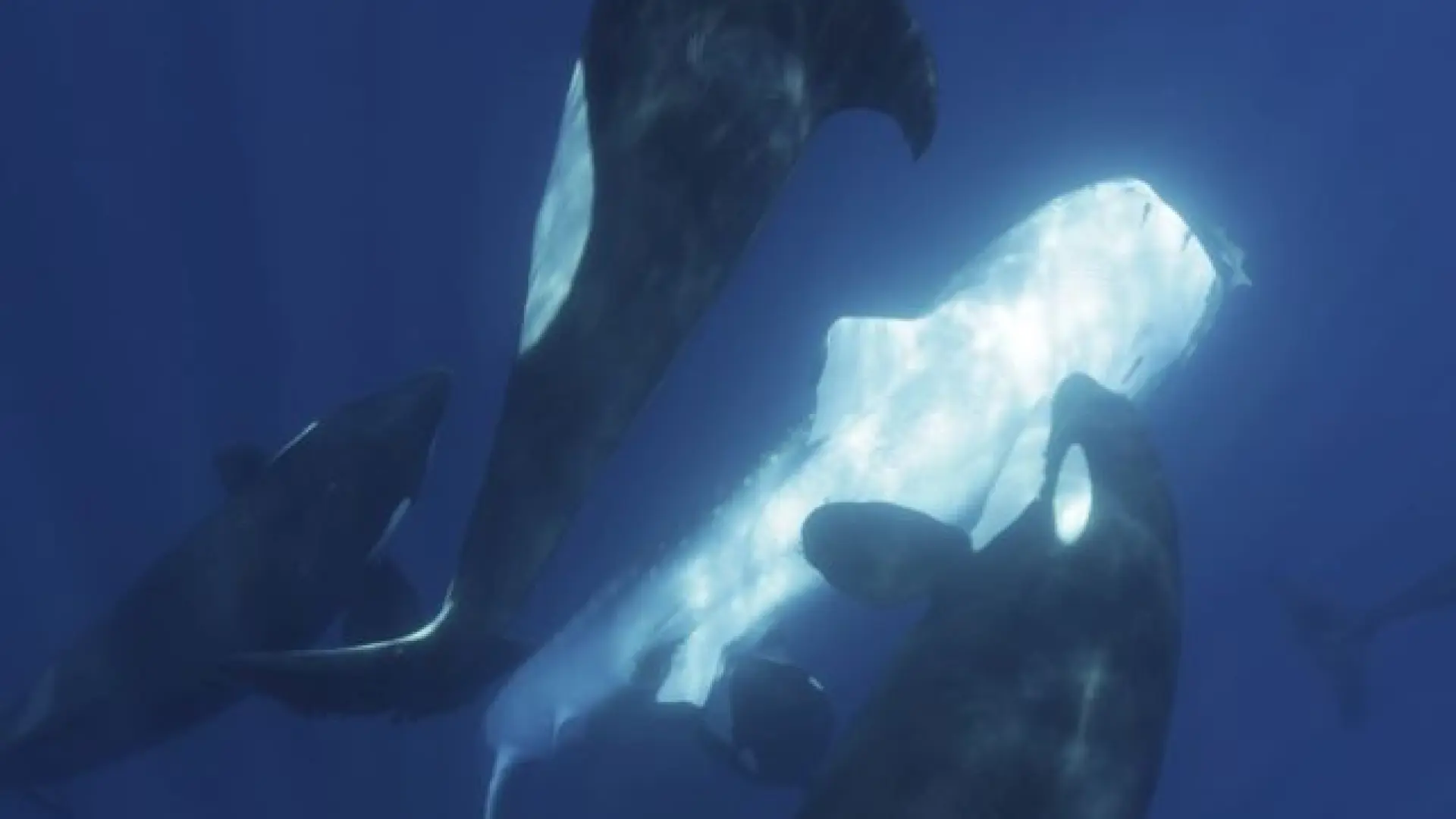 La técnica asesina de las orcas para dar caza al tiburón más grande del planeta La técnica asesina de las orcas para dar caza al tiburón más grande del planeta