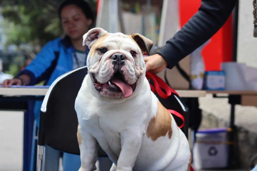Cómo esterilizar gratis al gato o perro en Bogotá: formulario por localidad Cómo esterilizar gratis al gato o perro en Bogotá: formulario por localidad