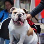 Cómo esterilizar gratis al gato o perro en Bogotá: formulario por localidad