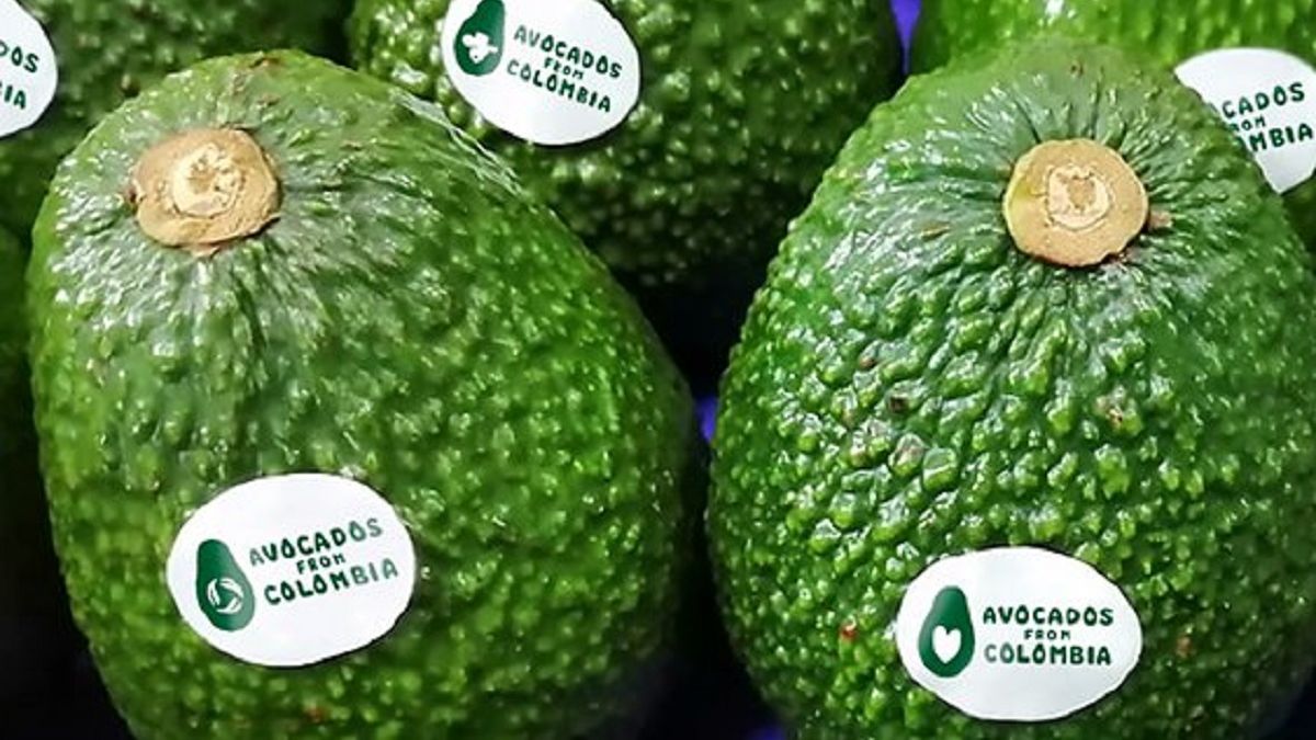 Exportaciones colombianas de aguacate hass aumentaron 15,77% en 2024 Exportaciones colombianas de aguacate hass aumentaron 15,77% en 2024