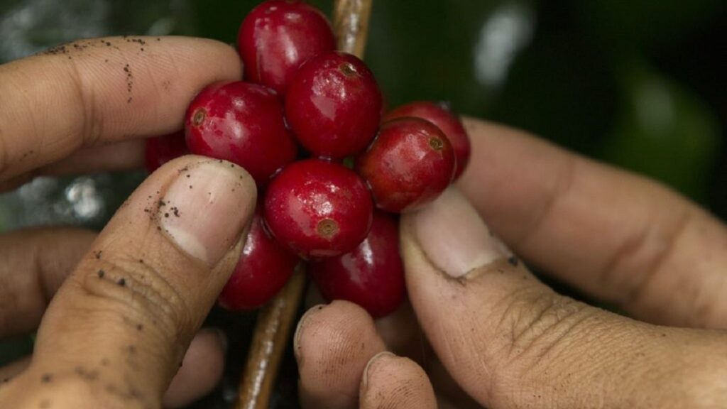 Noticias Antioquia: Dos recolectores de café fueron asesinados en Betania Noticias Antioquia: Dos recolectores de café fueron asesinados en Betania