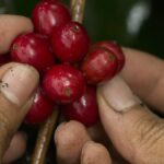 Noticias Antioquia: Dos recolectores de café fueron asesinados en Betania