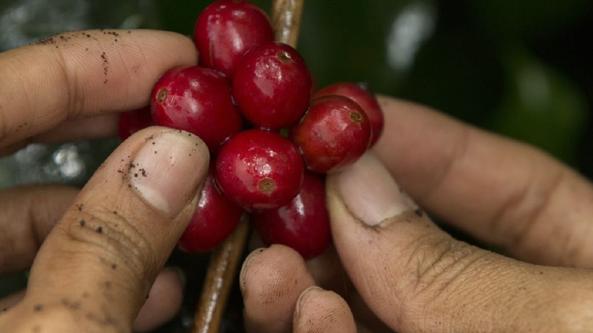 Noticias Antioquia: Dos recolectores de café fueron asesinados en Betania Noticias Antioquia: Dos recolectores de café fueron asesinados en Betania