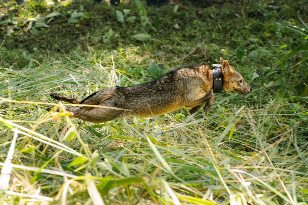 28 animales silvestres volvieron a la libertad en Medellín 28 animales silvestres volvieron a la libertad en Medellín