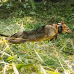 28 animales silvestres volvieron a la libertad en Medellín