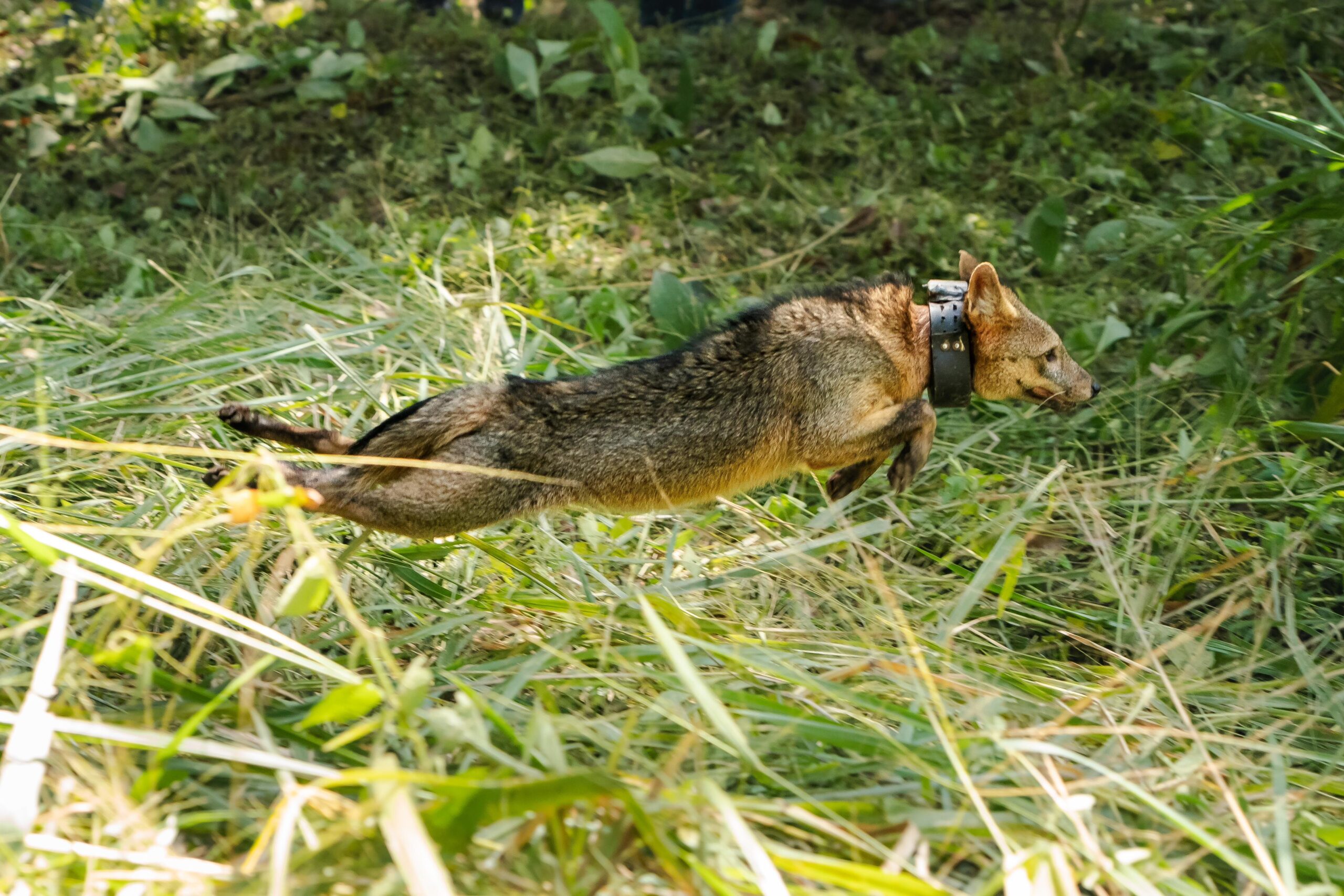 28 animales silvestres volvieron a la libertad en Medellín 28 animales silvestres volvieron a la libertad en Medellín