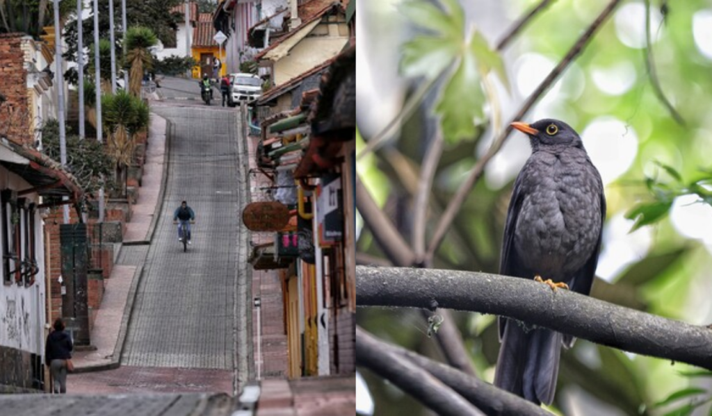 ¿Paseo GRATIS por Bogotá? Inscríbase a los recorridos guiados en la ciudad ¿Paseo GRATIS por Bogotá? Inscríbase a los recorridos guiados en la ciudad