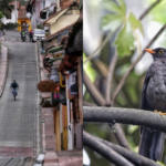 ¿Paseo GRATIS por Bogotá? Inscríbase a los recorridos guiados en la ciudad