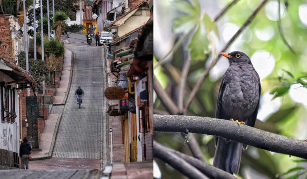 ¿Paseo GRATIS por Bogotá? Inscríbase a los recorridos guiados en la ciudad