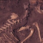 la huella de los perros en la colonización la huella de los perros en la colonización
