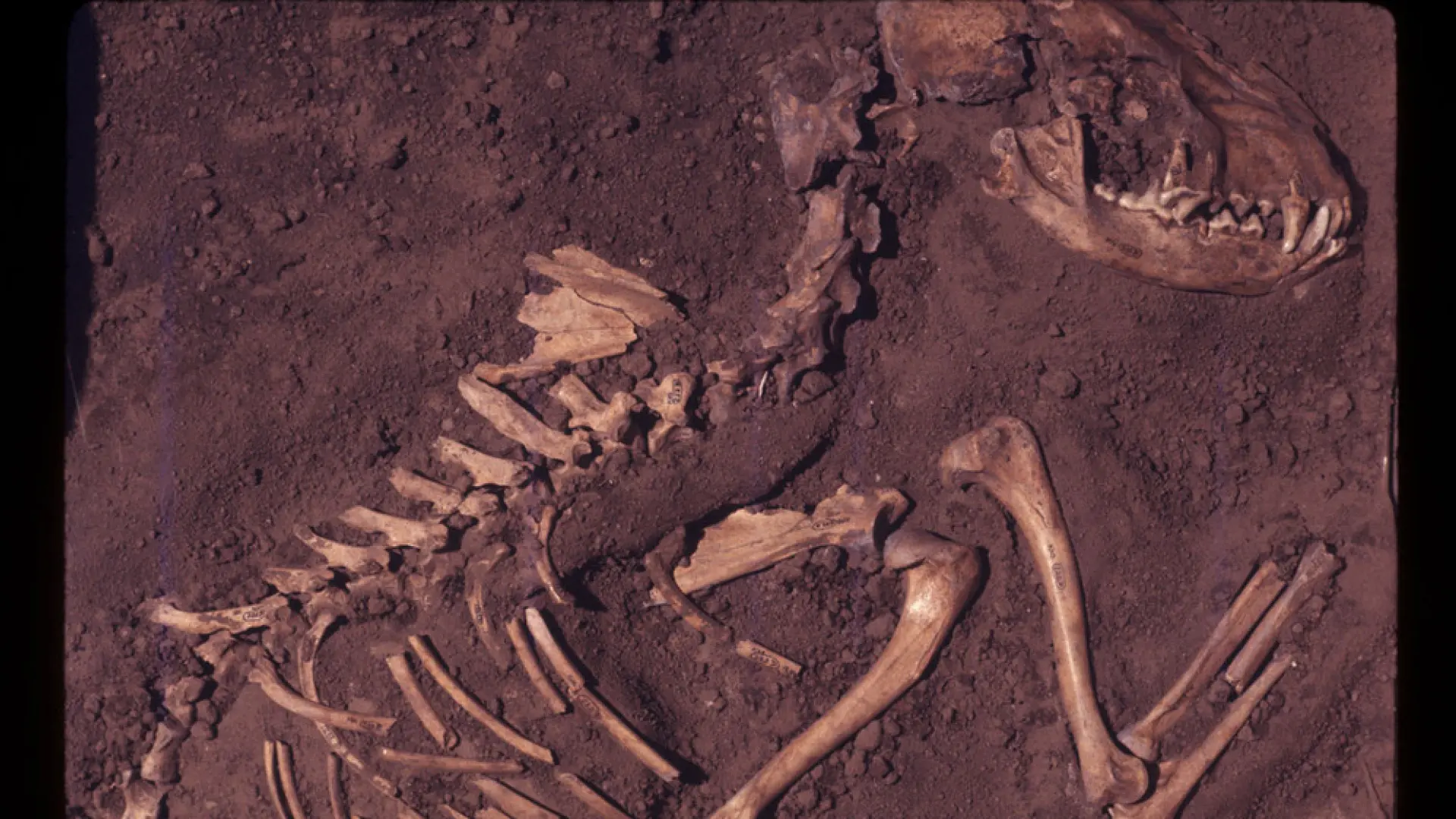 la huella de los perros en la colonización