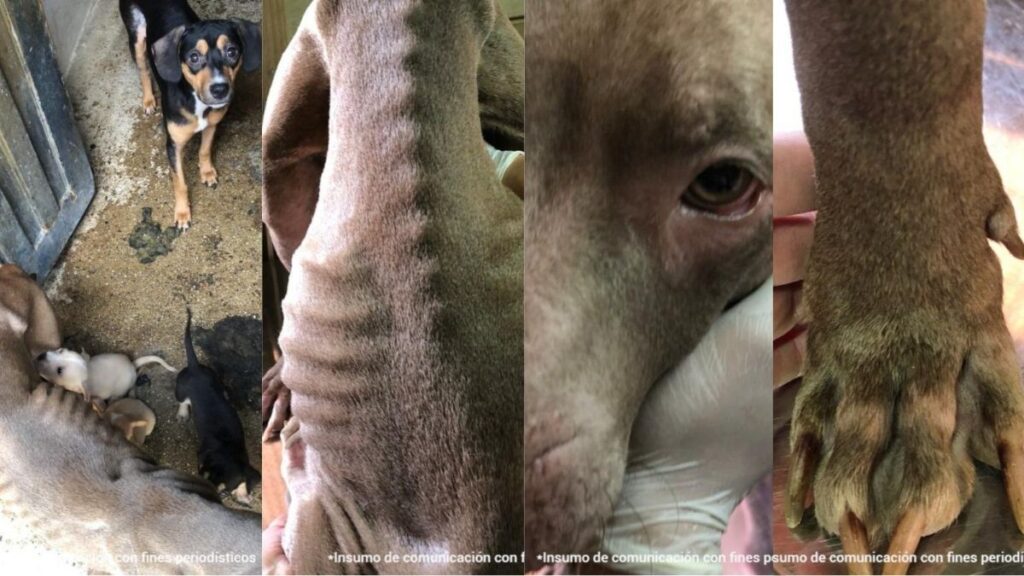 Maltrato animal en Medellín y Sabaneta: judicializan presuntos responsables Maltrato animal en Medellín y Sabaneta: judicializan presuntos responsables