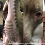 Maltrato animal en Medellín y Sabaneta: judicializan presuntos responsables