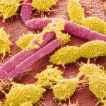 Qué es el microbioma, por qué es tan importante para la salud y cuáles son los síntomas de que está alterado