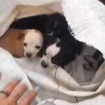 Indignación en Medellín por abandono de una perrita y sus cachorros