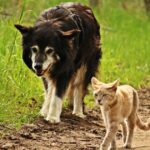 Así se verían los perros y gatos en 10.000 años según la IA; calvos y extraños