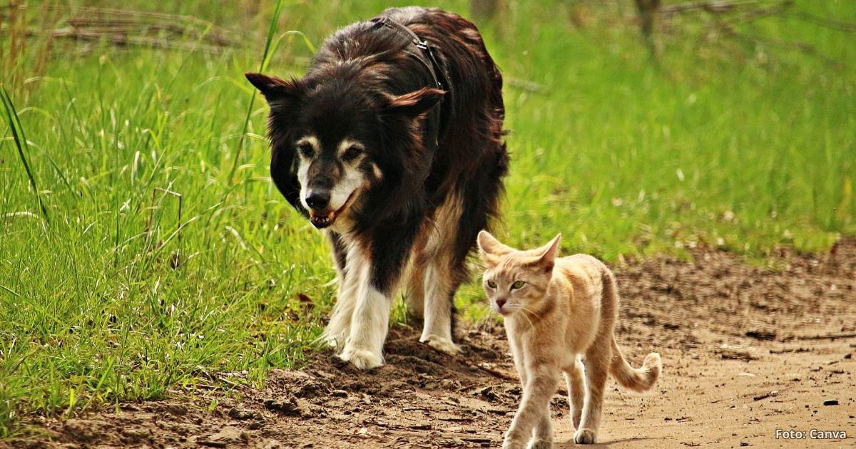 Así se verían los perros y gatos en 10.000 años según la IA; calvos y extraños Así se verían los perros y gatos en 10.000 años según la IA; calvos y extraños