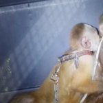 Judicializado por maltrato animal en Bello