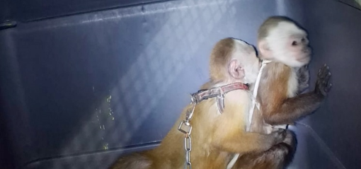 Judicializado por maltrato animal en Bello