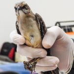 Duró 15 años en cautiverio: la historia de un sinsonte rescatado en Itagüí Duró 15 años en cautiverio: la historia de un sinsonte rescatado en Itagüí