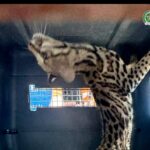 Bello: Los líos judiciales del hombre que tenía un ocelote aguatando hambre