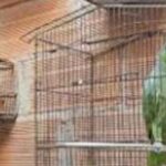 Noticias Medellín: Encerradas y aguantando hambre: las 14 aves de Robledo