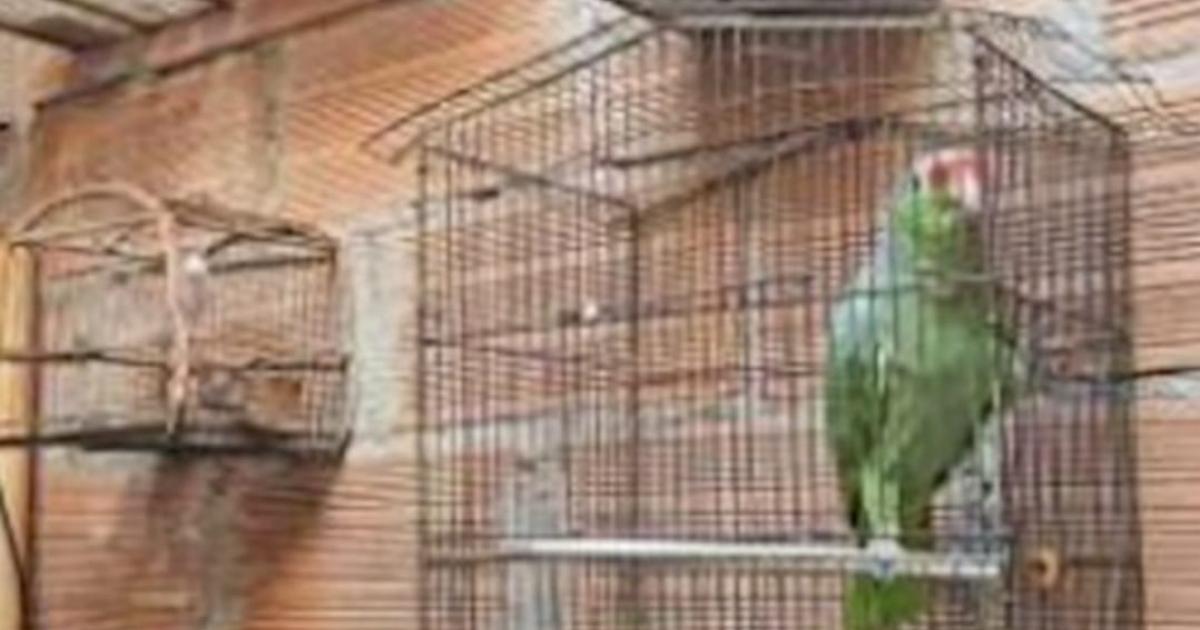 Noticias Medellín: Encerradas y aguantando hambre: las 14 aves de Robledo Noticias Medellín: Encerradas y aguantando hambre: las 14 aves de Robledo