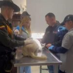 Noticias Medellín: Descartan abuso sexual de dos perritas en Villa Hermosa