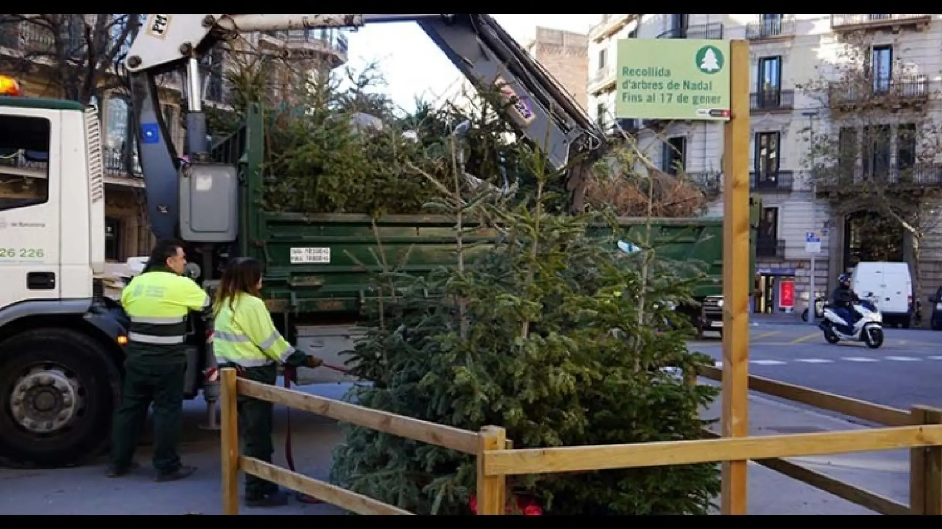 Barcelona habilita 226 puntos de recogida de árboles de Navidad en los 10 distritos de la ciudad