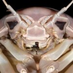 Darth Vader, así es la nueva especie de insecto marino que han hallado en Vietnam